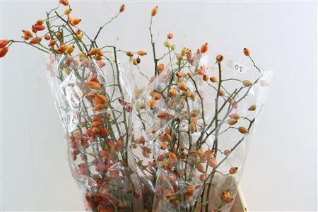 <h4>ROSA OV</h4>