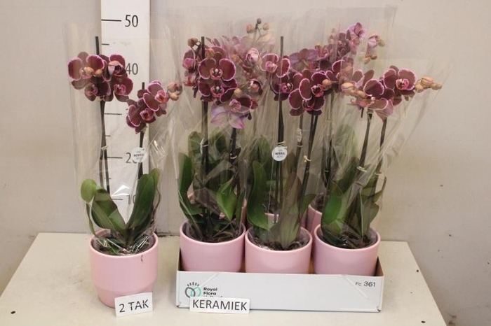 <h4>PHAL EL DEBORA</h4>