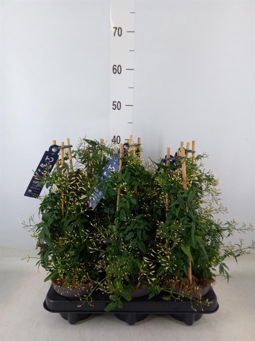 <h4>Jasminum polyanthum</h4>