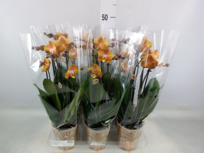 <h4>Phalaenopsis multi. 'Ant Las Vegas'</h4>