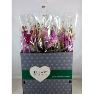 Phalaenopsis   ...mix