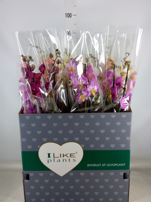 <h4>Phalaenopsis   ...mix</h4>