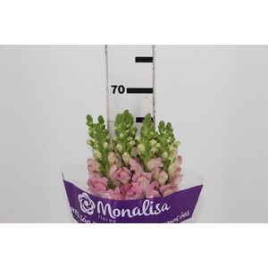 BOCA DE LEAO CALIMA PINK 070 CM PIN