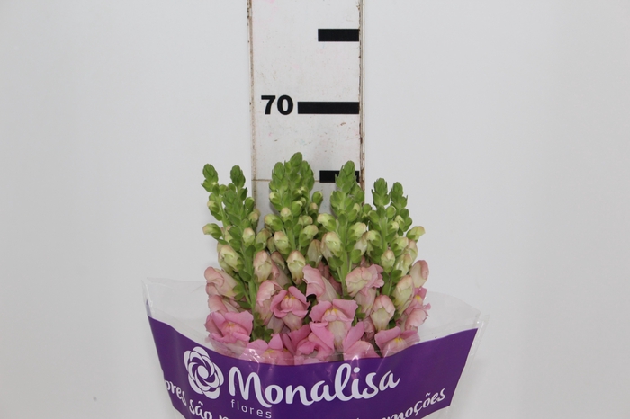 <h4>BOCA DE LEAO CALIMA PINK 070 CM PIN</h4>