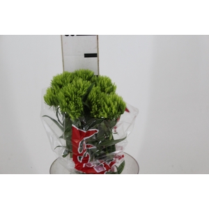 DIANTHUS GREEN BALL 050 CM