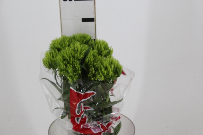<h4>DIANTHUS GREEN BALL 050 CM</h4>