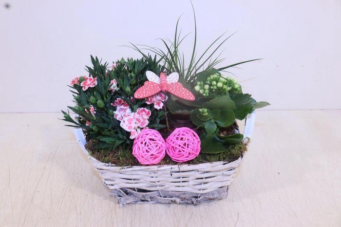 <h4>ARR TUINPLANTEN</h4>