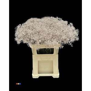 Gyps Million Star Champagne