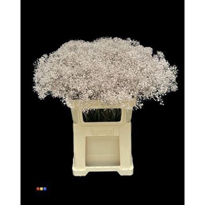 Gyps Million Star Champagne