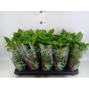 Coffea arabica