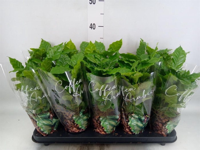 <h4>Coffea arabica</h4>