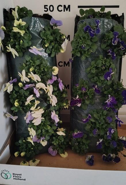 <h4>VIO CORNUTA</h4>