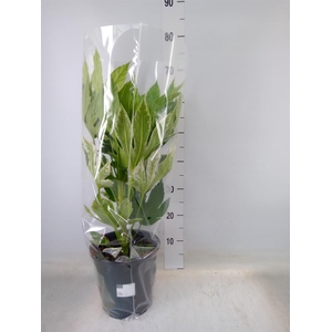 Fatsia japonica 'Variegata'