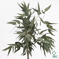 EUC PAUCIFLORA BS