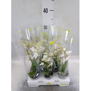 Phalaenopsis multi.   ...white