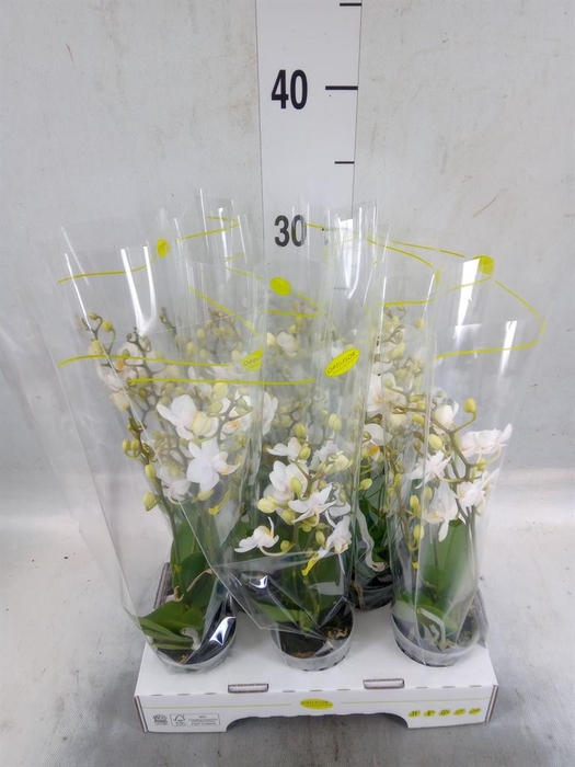<h4>Phalaenopsis multi.   ...white</h4>