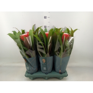 Guzmania  'Hope'