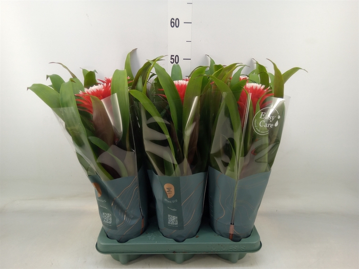 <h4>Guzmania  'Hope'</h4>