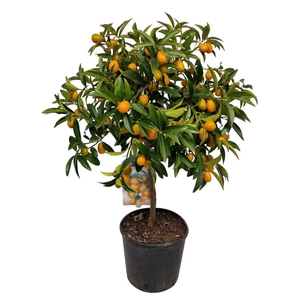 Citrus Kumquat Stem