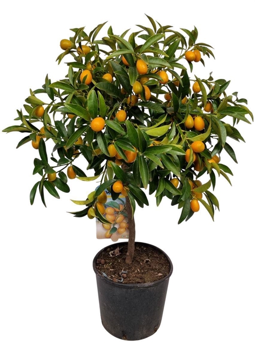 <h4>Citrus Kumquat Stem</h4>