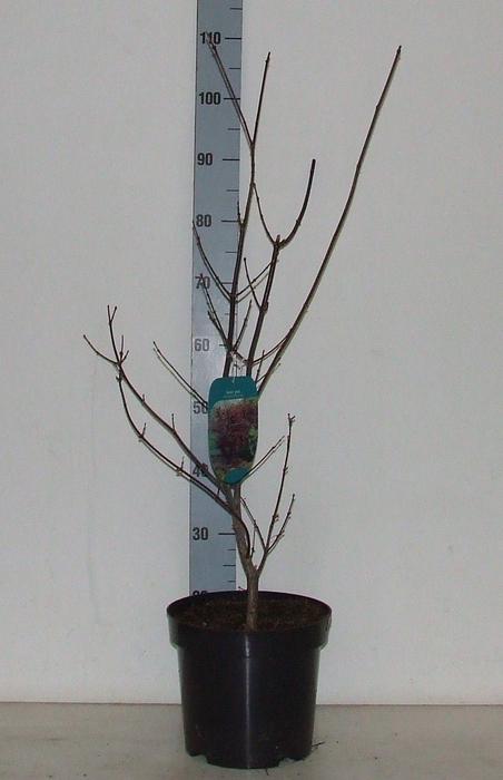 <h4>Acer palmatum 'Trompenburg' P26</h4>