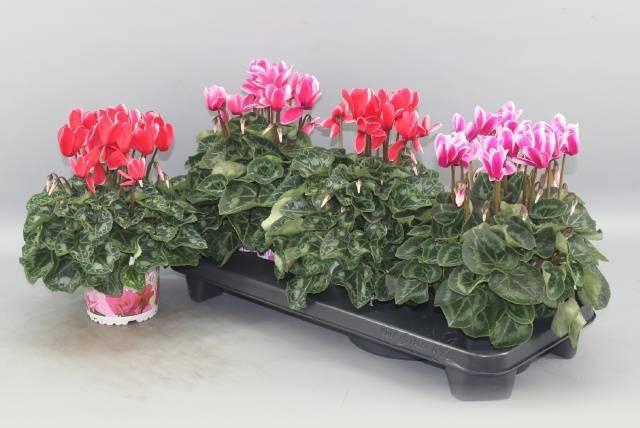 <h4>CYCL GR HALIOS FANT</h4>