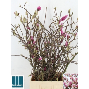 MAGNOLIA GRANDIFLORA