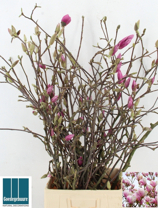 <h4>MAGNOLIA GRANDIFLORA</h4>