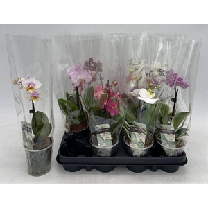 PHAL GEM