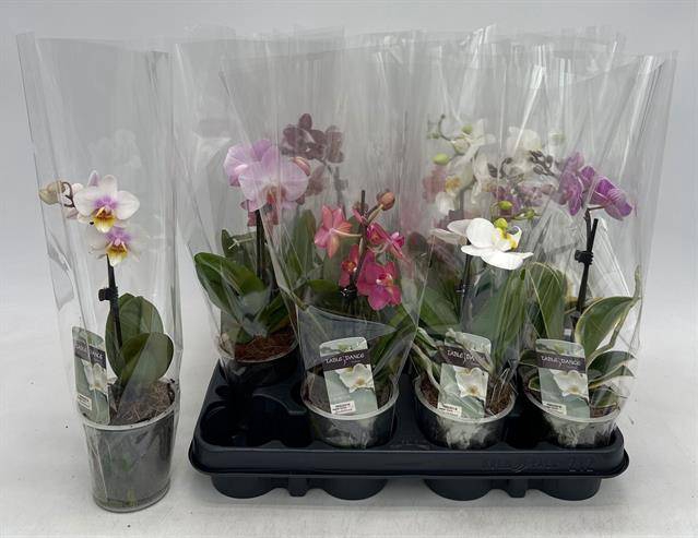 <h4>PHAL GEM</h4>