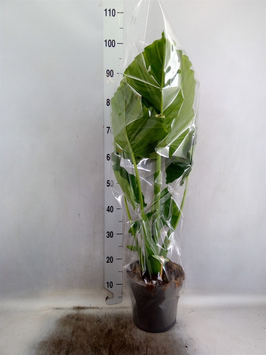 <h4>Alocasia gageana</h4>