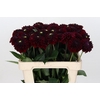 Dahlia Black Fox