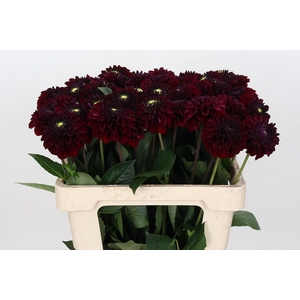 Dahlia Black Fox