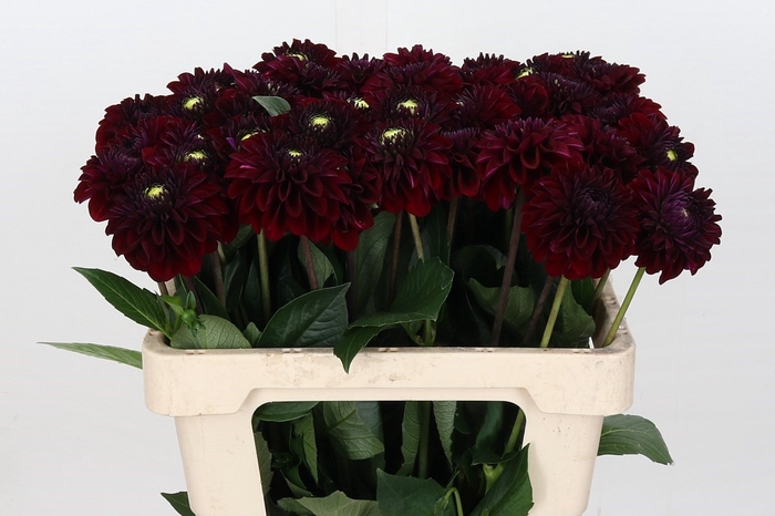 <h4>Dahlia Black Fox</h4>