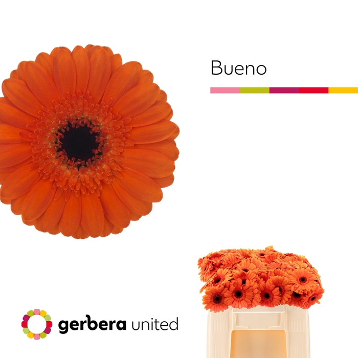 <h4>Germini Bueno Water</h4>