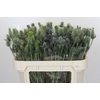 Eryngium Electric Dynamite