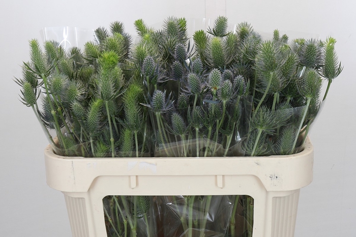 Eryngium Electric Dynamite