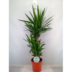 Yucca   ...