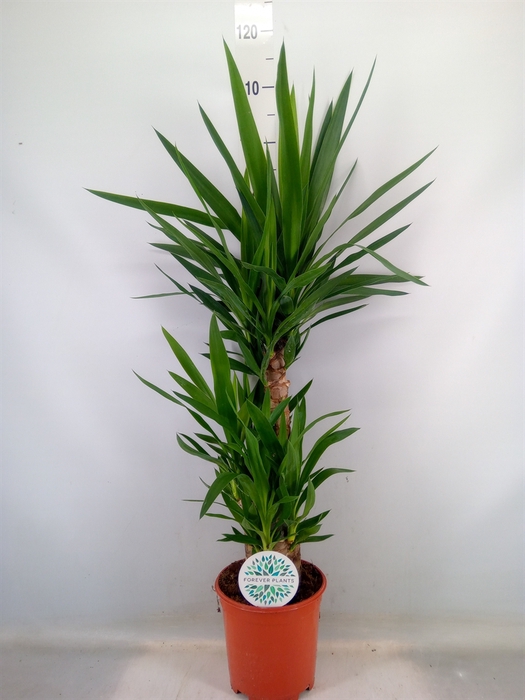 <h4>Yucca   ...</h4>