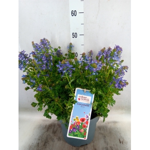 Corydalis solida