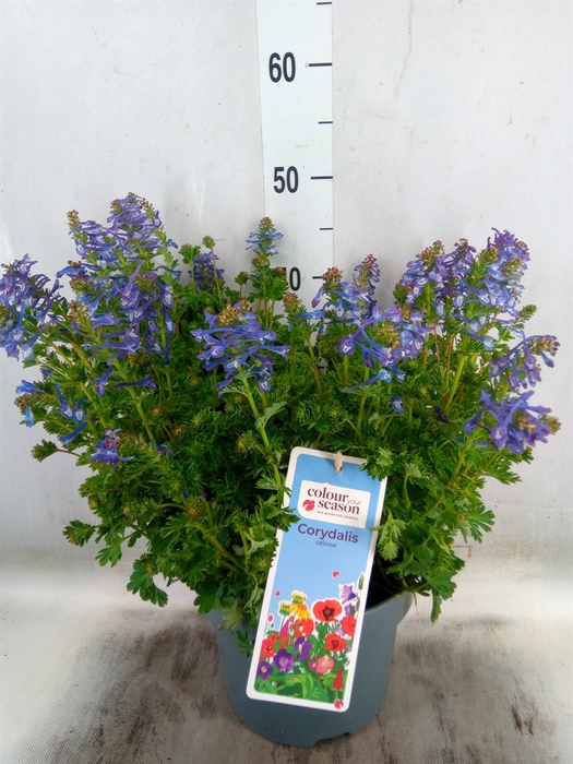 <h4>Corydalis solida</h4>