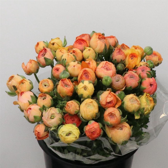 <h4>Ran El Apricot Super</h4>