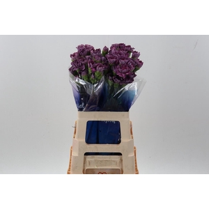 Di St Hypnosis hi 60cm