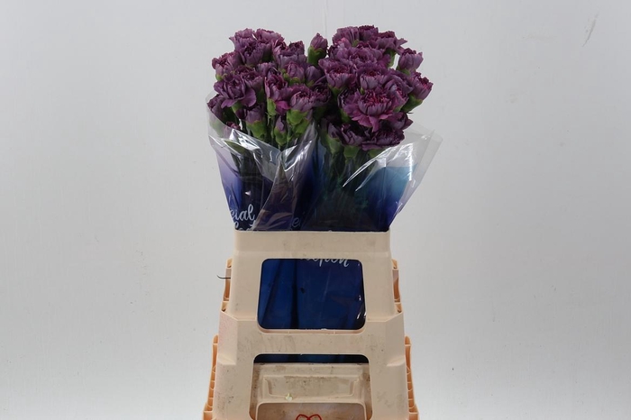 <h4>Di St Hypnosis hi 60cm</h4>