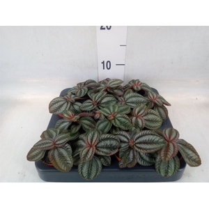 Pilea  'Norfolk'