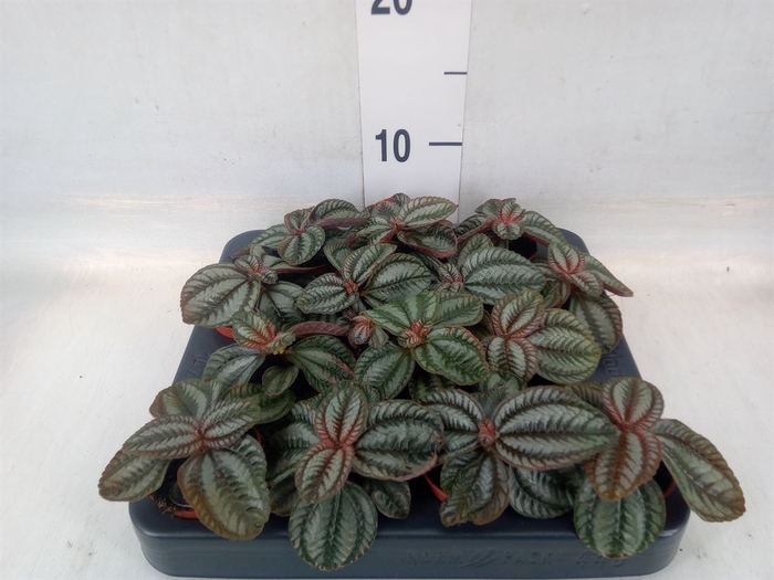 <h4>Pilea  'Norfolk'</h4>