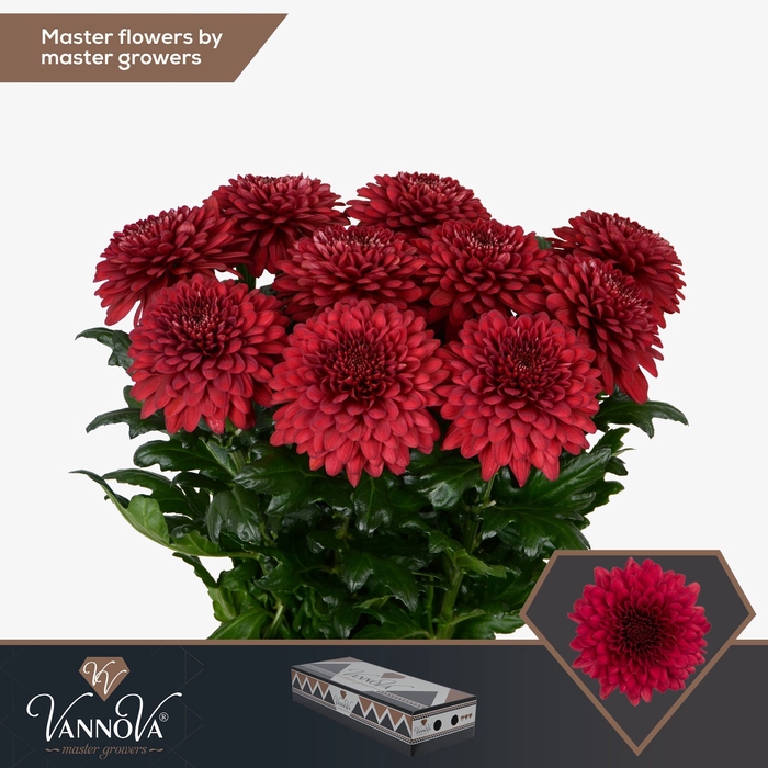 <h4>Chrysanten Chr G Lamira Red</h4>