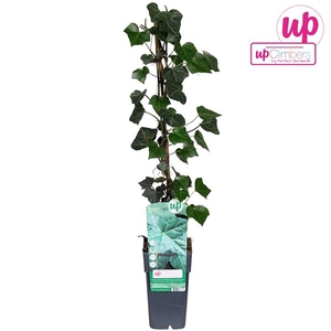 Hedera hibernica P15