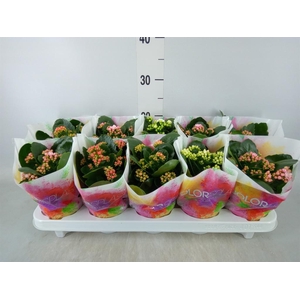 Kalanchoe blos.   ..rosebud mix  6