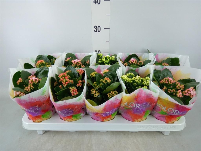 <h4>Kalanchoe blos.   ..rosebud mix  6</h4>